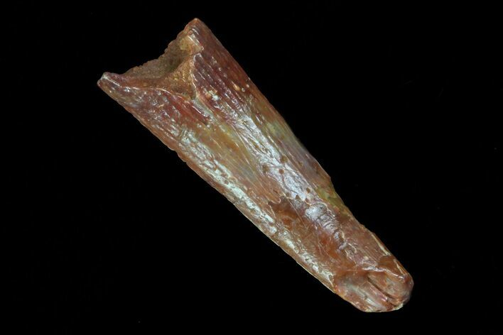 Bargain, Pterosaur (Siroccopteryx) Tooth - Morocco #72693